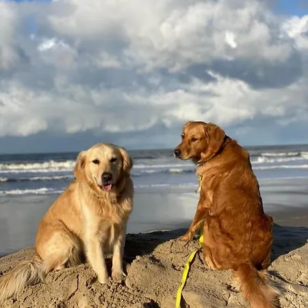 N 9strandnahes, Hunde-familienfreundliches *