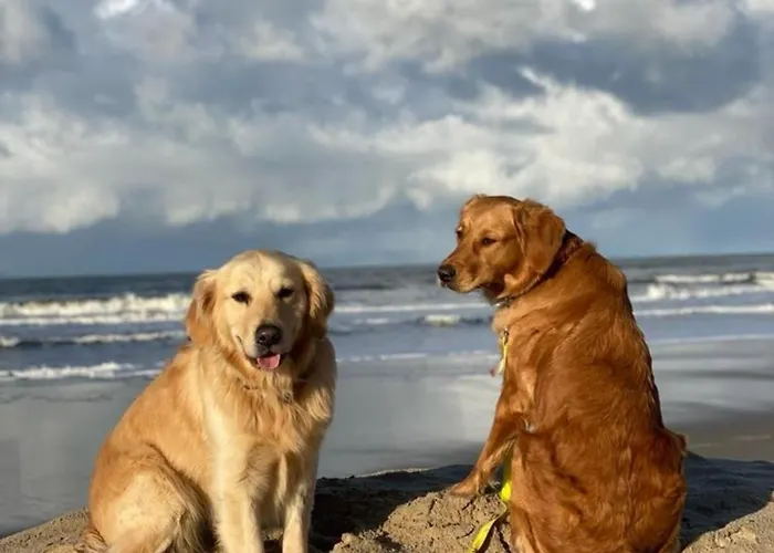 N 9strandnahes, Hunde-familienfreundliches *